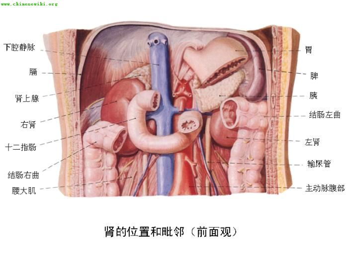 人体结构图--5